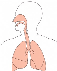 肺图片免费下载,肺设计素材大全,肺模板下载,肺图库-图行天下素材网