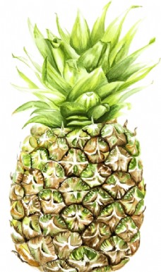 菠萝绘画
