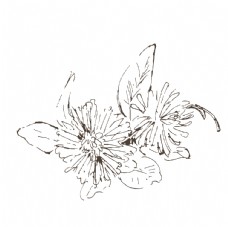 素描鲜花