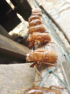 夏季蝉蜕知了猴皮