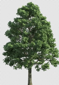 透明素材透明大树png素材