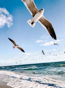 度假海鸥海鸟水鸟翱翔海边海浪沙滩