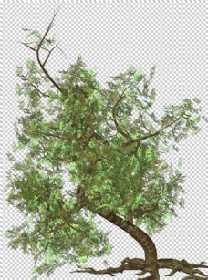 树木透明大树png素材