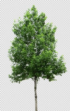 透明素材透明大树png素材