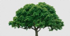 绿树透明大树png素材