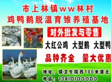 蓝天白云草地养殖厂广告鸡鸭鹅