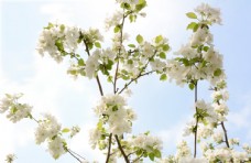 春天海报白色苹果花
