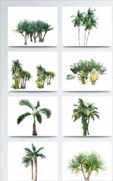 树木椰子树素材