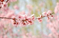 春天粉色花卉