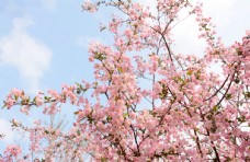 春天海报苹果树开花