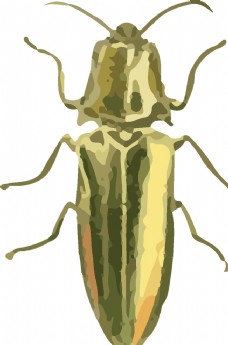 大自然甲虫昆虫插画
