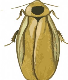 大自然蟑螂昆虫插画