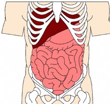 肠 消化系统