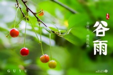 谷雨海报 传统节气 红樱桃