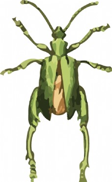 大自然甲虫昆虫插画