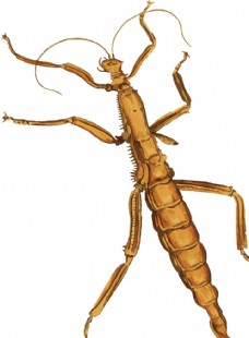 大自然蚂蚱昆虫插画