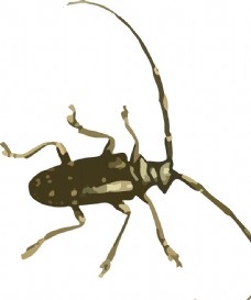 大自然长须甲虫昆虫插画