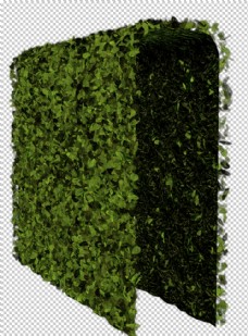 墙纸绿色植物