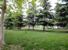 校园一角草地小树林