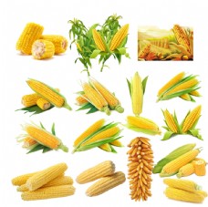 png抠图玉米素材