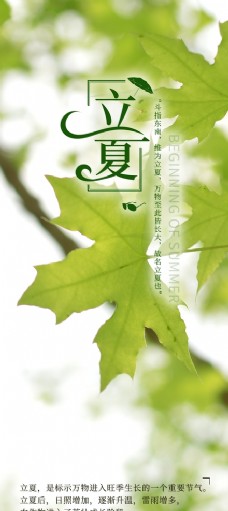 立夏绿色树叶手机新媒体海报