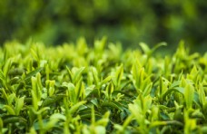 春季绿色茶山茶叶