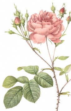 水果装饰画图片图片免费下载,水果装饰画图片设计素材大全,水果装饰画