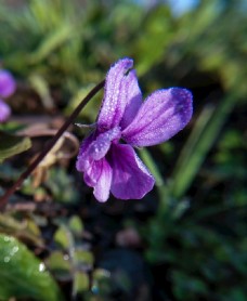 花卉特写特写花卉紫色小野花开花