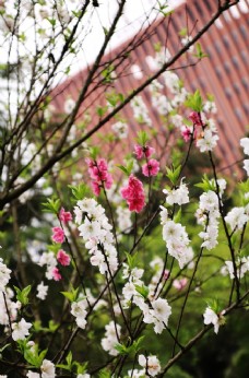 一枝花图片免费下载 一枝花设计素材大全 一枝花模板下载 一枝花图库 图行天下素材网
