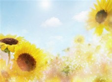 花纹背景向日葵背景花朵底图