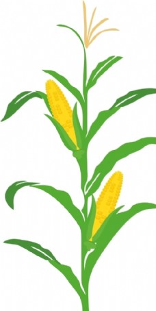 果蔬玉米