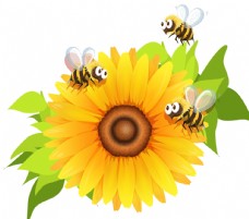 秋日蜜蜂采花蜜向日葵