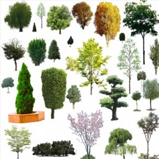 树木景观树素材