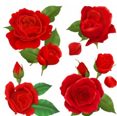 玫红色玫瑰玫瑰花
