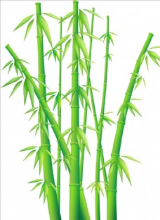 小清新矢量手绘竹子