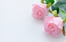 白色花白色桌面粉色玫瑰花背景