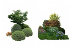 设计素材景观设计植物树木组团素材贴图