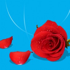 玫红色玫瑰情人节红色玫瑰花朵和花瓣装饰