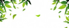 绿树绿色树叶png装饰背景图