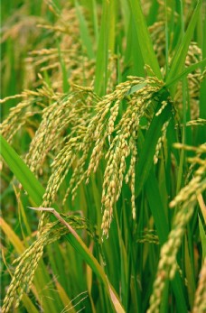 小麦水稻