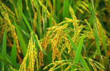 小麦水稻