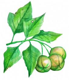 豌豆水果