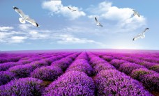紫色花薰衣草