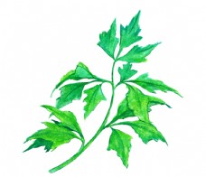 豌豆树叶