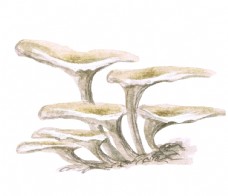 豌豆蘑菇