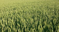 其他生物麦穗麦田绿色小麦