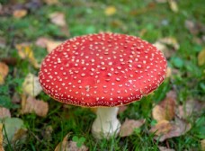 野生蘑菇蘑菇菌类野生