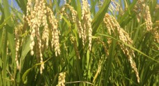 其他生物稻穗稻谷稻子丰收