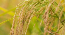 小麦稻穗稻谷稻子丰收