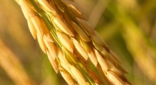 其他生物稻穗稻谷稻子丰收